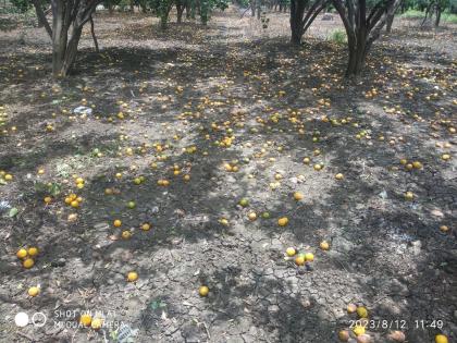 When will 'Krishi' respond to Ambia's spillage? Orange soil worth crores, worst loss in Amravati district of West Vidarbha | आंबियाच्या गळतीवर ‘कृषी’चा उतारा केव्हा? करोडोचा संत्रा मातीमोल, पश्चिम विदर्भात अमरावती जिल्ह्यात सर्वाधिक नुकसान