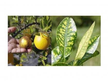 'Greening' disease threat to orange groves in Vidarbha; Yellow spots on leaves, fruits weak | विदर्भातील संत्राबागांना ‘ग्रीनिंग‘ रोगाचा धोका; पानांवर पिवळे डाग, फळे कमजोर