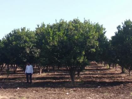 Orange garden bloom in drought situation! | दुष्काळी परिस्थितीतही फुलविली संत्रा बाग !