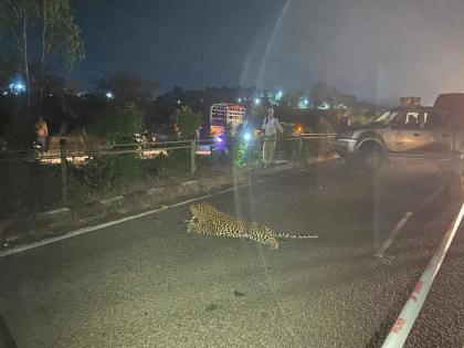 Leopard killed in Accident on Nashik-Mumbai highway | नाशिक-मुंबई महामार्गावर वाहनाच्या धडकेत बिबट्या ठार