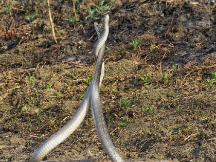 Beware of snakes in summer; The poison is becoming thin, the fear of death | उन्हाळ्यात सापांपासून सावध रहा ; विष होतंय पातळ, मृत्यूचीही भीती