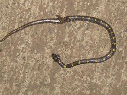 A yellow snake appeared in Shirala taluka for the first time | शिराळा तालुक्यात प्रथमच दिसला पिवळ्या ठिपक्याचा कवड्या साप