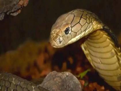 viral snake bite on the tongue of farmer after advice of an astrologer in tamilnadu | ज्योतिषाच्या सांगण्यावरून शेतकऱ्याने सापाला जीभ दाखवायला सुरुवात केली, मग जे झालं ते भयंकर...