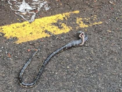 A snake swallowed by a poisonous bead on the street; Types of twin Solapur | भर रस्त्यावर अतिविषारी मण्यारने गिळला साप; जुळे सोलापुरातील प्रकार