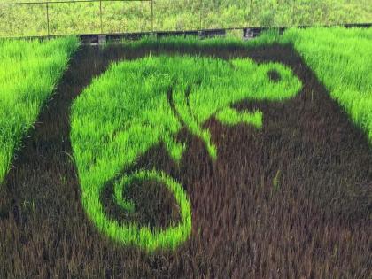 A rare lizard in a field at the foot of Sinhagad fort Another activity of botanists | सिंहगडाच्या पायथ्याला शेतामध्ये दुर्मिळ सरडा; वनस्पतीतज्ज्ञांचा आगळावेगळा उपक्रम