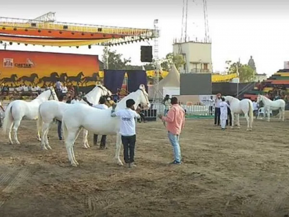 maharashtra nandurbar sarangkheda horse market prices in crores are just a chat | एक कोटी हो या पाच कोटी, बोलने में क्या हर्ज...