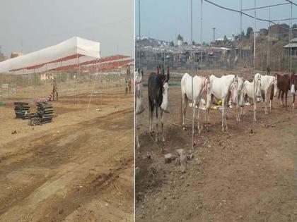 Discuss with the government to prevent Chetak Festival from drought situation | दुष्काळी स्थितीमुळे चेतक फेस्टीवलचा निधी रोखण्यासाठी सरकारसोबत चर्चा करु Discuss with the government to prevent Chetak Festival from drought situation | दुष्काळी स्थितीमुळे चेतक फेस्टीवलचा निधी रोखण्यासाठी सरकारसोबत चर्चा करु