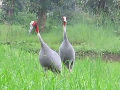 H C blamed the government for the extinction of the stork | सारस नामशेष होत असल्याबद्दल उच्च न्यायालयाने राज्य सरकारला फटकारले