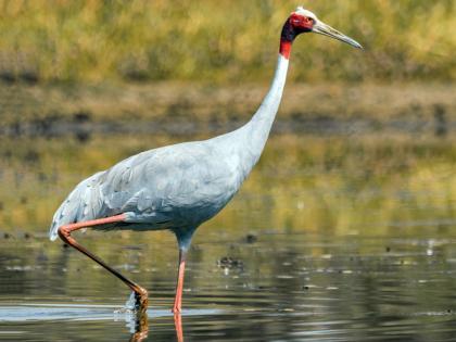 Stork counting started, 22 storks were recorded | सारस गणना सुरू, २२ सारसांची झाली नोंद