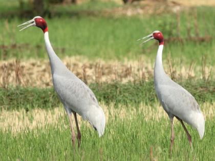 Alarm bell! The number of storks has decreased in five years, only 28 storks are left in Gondia district | धोक्याची घंटा ! पाच वर्षात घटली सारसांची संख्या, गोंदिया जिल्ह्यात उरले केवळ २८ सारस