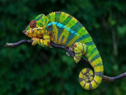 How chameleon change color and why they do it | सरडा रंग कसा बदलतो तुम्हाला माहीत आहे का? जाणून घ्या त्यांचं रहस्य....