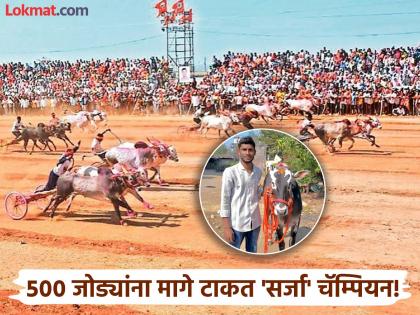 हिंगोलीचा 'सर्जा' सांगलीच्या शंकरपटात अव्वल; मालकासाठी कार,चांदीची गदा अन् बाइक जिंकली!