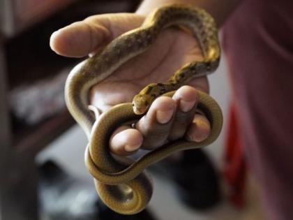 Snake catching business boom in Nagpur! | नागपुरात  साप पकडण्याचा व्यवसाय जोरात !