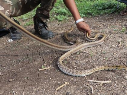 Snake friends are required to register with the Forest Department | सर्पमित्रांना स्वत:ची नोंद वन विभागाकडे करणे बंधनकारक