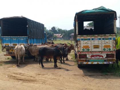 Satara: Fifty cows, rescued cattle transport from five vehicles, dies of calf with calf | सातारा :पाच वाहनांतून पन्नास गायी, बैलांची वाहतूक जनावरांची सुटका : वासरासह बैलाचा कोंडमाºयाने मृत्यू