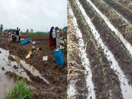 314 hectares affected by bad weather in Satara district, 1497 Big loss to farmers | सातारा जिल्ह्यात ३१४ हेक्टरला अवकाळीचा फटका, शेतकऱ्यांचे मोडले कंबरडे 