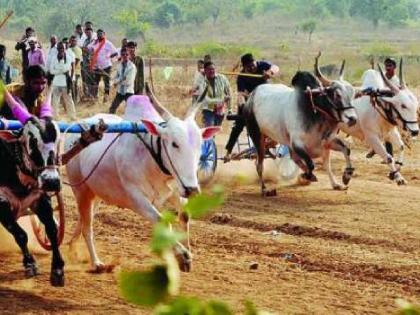 Gondhal in bullock cart race in Phaltan taluka, crime against 20 persons from Pawarwadi | फलटण तालुक्यात बैलगाडा शर्यतीत गोंधळ, पवारवाडी येथील वीसजणांविरुद्ध गुन्हा