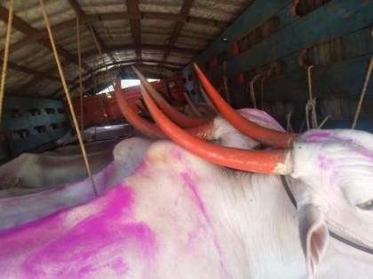 A truck carrying 14 bulls caught in satara, arrested three | कत्तलखान्यात 14 बैल घेऊन जाणारा ट्रक पकडला, तिघांना अटक