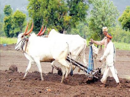 50 percent sowing of kharif season completed in Satara district | पाऊस दमदार बरसला; सातारा जिल्ह्यात खरीप हंगामातील ५० टक्के पेरणी पूर्ण