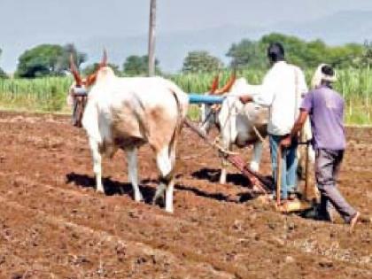 Kharif sowing on two and a half lakh hectares in Satara district | पावसाने साथ दिलीय, आता नशीब अजमावणार; सातारा जिल्ह्यात खरीप पेरणी अडीच लाख हेक्टरवर 