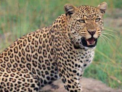 Leopard movement in Dhebewadi area of ​​Patan taluka satara district | साताऱ्यात बिबट्याची दहशत कायम, आंबवडे विभागात जनावरांवर हल्ला