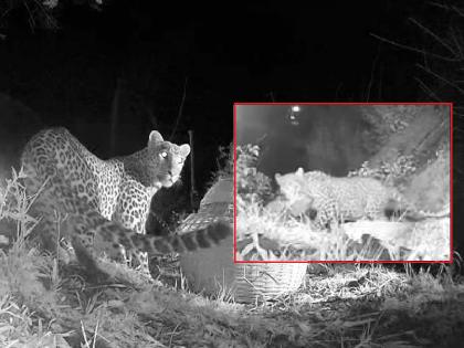 Visit to with a leopard calf and leopard mud from the Sajjangad area | ..अखेर आई अन् बछड्याची झाली भेट!, बछड्यासोबत काही हौशींनी काढले होते सेल्फी