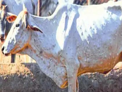 The number of Lumpy infected animals in Satara district is 200 | सातारा जिल्ह्यात लम्पी बाधित जनवारांचा आकडा २०० पार, शेतकऱ्यांच्या चिंतेत वाढ