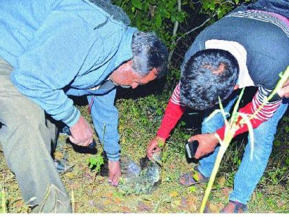 Disease caused by poisoning due to thiamate and inspection of the transit ghat area from forest section; Spray the drug to avoid damage to crops | थायमेटमुळे विषबाधा होऊन दहा मोर मृत्युमुखी वनविभागाकडून पसरणी घाट परिसराची पाहणी ; पिकांचे नुकसान टाळण्यासाठी औषधाची फवारणी