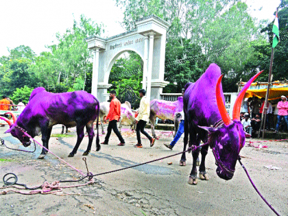 Bull Market near Powai Naka | पोवई नाक्याजवळ बैल बाजार