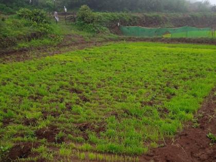 Wild animals thrive on rice plants on hilltops in Kas area satara | Satara: कास परिसरातील डोंगरमाथ्यावर भाताची रोपे फस्त करताहेत वन्यप्राणी, शेतकरी हतबल