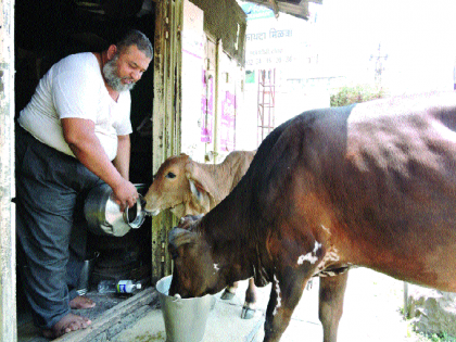 For ten years, the cows who were thirsty in the courtyard of Salimbhavai saturated! | दहा वर्षांपासून सलीमभार्इंच्या अंगणात तहानलेल्या गायी तृप्त !