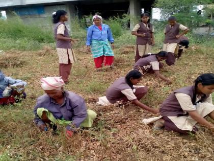 Students engaged in harvest work, an experiential learning experience through hands-on activities | पिक काढणीच्या कामात विद्यार्थी व्यस्त, प्रत्यक्ष कृतीतून प्रयोगशील शिक्षणाचा प्रयोग 