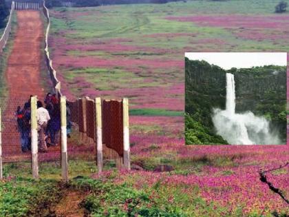 Wildflowers bloom on the Kas Plateau; Tourists are drawn to Satara to experience the beauty of nature with waterfalls | कास पठारावर रानफुलांचा बहर; धबधब्यासह निसर्गसौदर्य अनुभवण्यास पर्यटकांचा साताऱ्याकडे ओढा