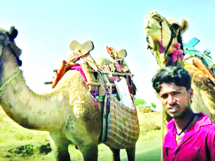 The 'siratagiri' of camels in Satara | साताऱ्यात उंटांची ‘सैराट’गिरी