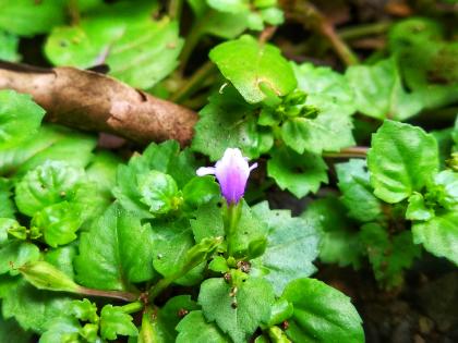 The rare Lindernia plant was recorded for the first time in Satpura, Dr. Success of Tanveer Khan | सातपुड्यात पहिल्यांदाच झाली दुर्मीळ लिंडर्नीया वनस्पतीची नोंद, डॉ. तन्वीर खान यांचे यश  