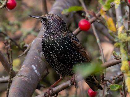 a viral video of a birds mimic like siren sound of vehicle police was shocked after listening voice of birds | हुबेहुब गाडीच्या सायरनसारखा आवाज काढत पोलिसांची घेतली मजा; पक्षांचा Video पाहून हसू आवरणार नाही 