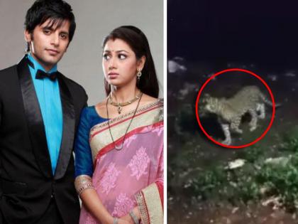 leopard entered in saubhagyavati bhav 2 set while shooting what happened | हिंदी मालिकेच्या सेटवर शूटिंग सुरू असतानाच पुन्हा बिबट्या घुसला अन्...; नेमकं काय घडलं?