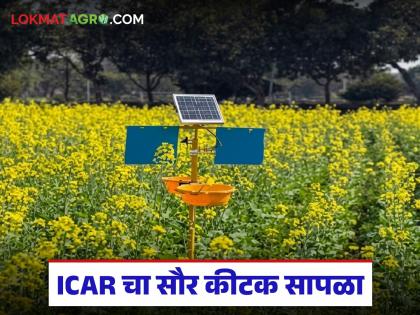 Latest news ICAR's solar insect trap, what are the features of this solar trap, read in detail | आयसीएआरचा सौर कीटक सापळा, काय आहेत या सोलर ट्रॅपची वैशिष्ट्ये, वाचा सविस्तर Latest news ICAR's solar insect trap, what are the features of this solar trap, read in detail | आयसीएआरचा सौर कीटक सापळा, काय आहेत या सोलर ट्रॅपची वैशिष्ट्ये, वाचा सविस्तर