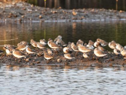 Siberian sandpiper migrating to Kharghar | खारघरमध्ये स्थलांतरित सायबेरियन सँडपायपर