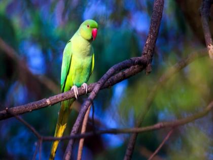 Parrot Owner Fined ₹ 74 Lakh After Bird Injures Doctor In Taiwan | पाळीव पोपटानं 'असं' काही केले, ज्यानं मालकाला २ महिने जेल अन् ७४ लाखांचं नुकसान झालं