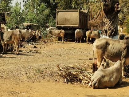 A truck carrying 22 bullocks was chased and caught in hingoli | २२ बैल घेऊन जाणारा ट्रक पाठलाग करून पकडला