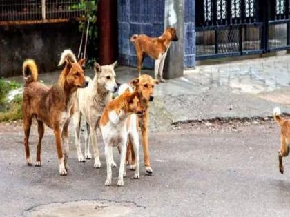 Fathers become gunmen to protect children; Protection from stray dogs | मुलांच्या संरक्षणासाठी वडील बनले बंदूकधारी; भटक्या कुत्र्यांपासून करणार संरक्षण