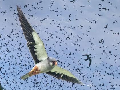 Birds and wind blows, no border can stop them..! Amur Falcon Came to India after traveling 22 thousand km | पंछी-पवन के झोंके, कोई सरहद ना इन्हे रोके..! २२ हजार किमी प्रवास करून भारतात आले