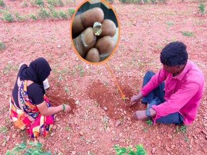 Maddikera and Tuggali alone yield diamonds worth nearly Rs 5 crore each monsoon season | दरवर्षी मान्सून येताच लखपती बनतात इथले लोक; आंध्र प्रदेशच्या २ जिल्ह्यातील लोकांचं नशीब बदलतं Maddikera and Tuggali alone yield diamonds worth nearly Rs 5 crore each monsoon season | दरवर्षी मान्सून येताच लखपती बनतात इथले लोक; आंध्र प्रदेशच्या २ जिल्ह्यातील लोकांचं नशीब बदलतं