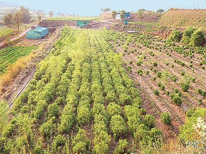 The young farmer has made perfumed oil by cultivating unused land | युवा शेतकऱ्याने माळरानावर शेती करून सुगंधी तेलाचे केले यशस्वी उत्पादन 