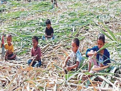 More than 2100 children from Beed, which migrates the most to Kolhapur during the sugarcane harvesting season are in the stream of education | Kolhapur: हक्काची शाळा मिळाली.. ऊसतोड मजुरांची बालके हसली; बीडमधील २१०० विद्यार्थी शिक्षणाच्या प्रवाहात More than 2100 children from Beed, which migrates the most to Kolhapur during the sugarcane harvesting season are in the stream of education | Kolhapur: हक्काची शाळा मिळाली.. ऊसतोड मजुरांची बालके हसली; बीडमधील २१०० विद्यार्थी शिक्षणाच्या प्रवाहात