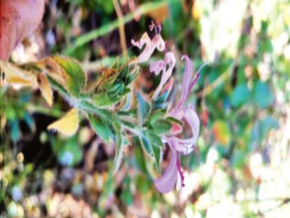 New plant: Even bescorched in the forest blooms again The researchers found the wonder of nature | नवी वनस्पती : वणव्यात होरपळूनही ‘ती’ पुन्हा बहरते, फुलते! संशोधकांना आढळले निसर्गातील आश्चर्यच