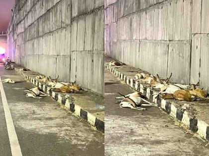 12 deer die after falling from flyover; Incident near Solapur | उड्डाण पुलावरून पडल्याने १२ हरणांचा मृत्यू; सोलापूरजवळील घटना