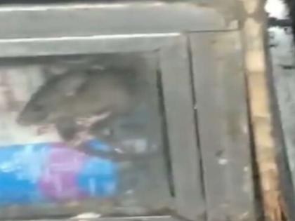 Bandra station stall closed after rat video goes viral | वांद्रे स्थानकावरील उंदरांचा 'तो' स्टॉल बंद