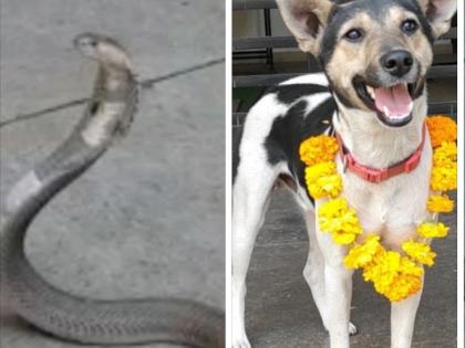 Well done! "Khandu dog 'Alertness': the snake bite was averted and the lives of the students were saved | 'खंडू'ने केलं 'अलर्ट' म्हणून सर्पदंशाचा धोका टळला; विद्यार्थ्यांचे वाचले प्राण